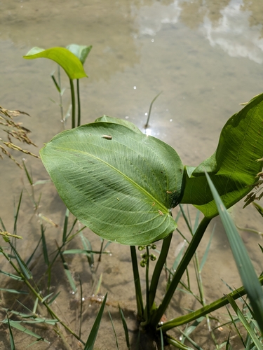 Sagittaria platyphylla, photograph 3