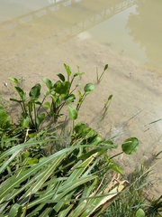 author not stated, no rights reserved Sagittaria platyphylla, photograph author not stated, no rights reserved