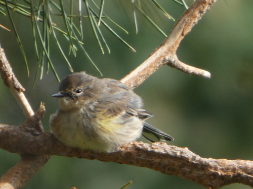 Yellow-rumped Warbler