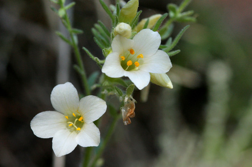 Brandegee's Jacob's-ladder (Polemonium brandegeei)