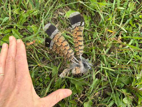 Ruffed Grouse