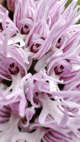 Orchis italica