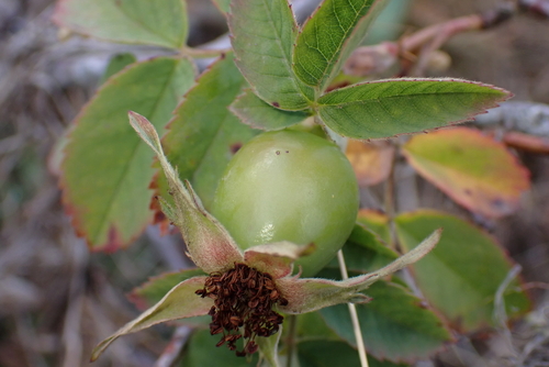 Rosa caesia