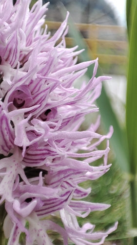 Orchis italica, photograph 2