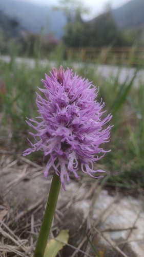 Orchis italica, photograph 3