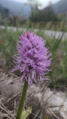 Orchis italica, photograph author not stated, no rights reserved