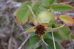 author not stated, no rights reserved Rosa caesia, photograph author not stated, no rights reserved