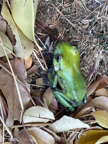 Green Tree Frog