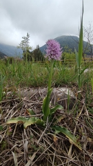 Orchis italica, photograph author not stated, no rights reserved