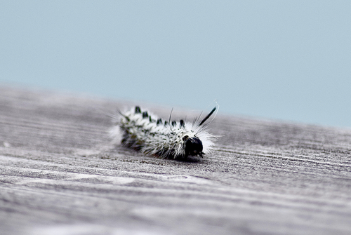 Hickory Tussock Moth