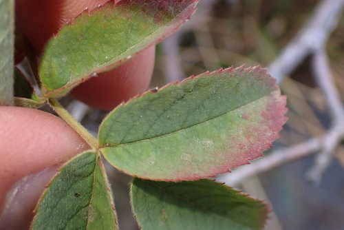 Rosa caesia, photograph 4