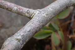 author not stated, no rights reserved Rosa caesia, photograph author not stated, no rights reserved