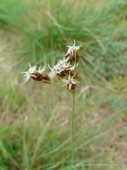 Fimbristylis puberula