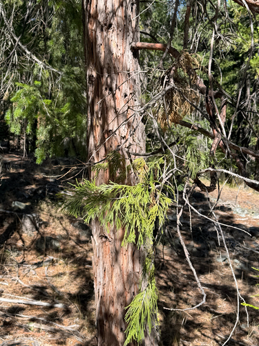 California incense-cedar