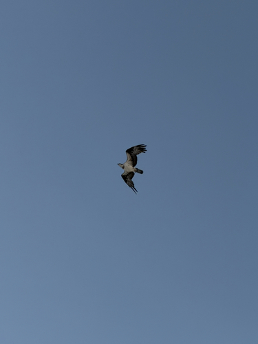 Osprey