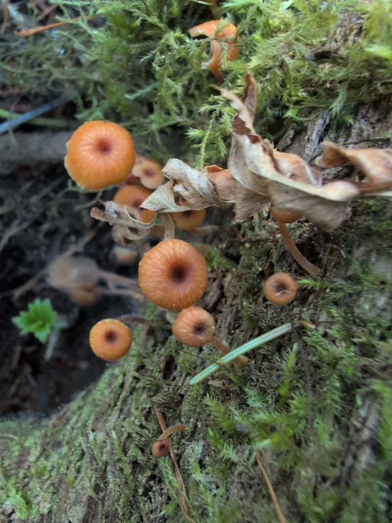 Pinewood Gingertail · September 2026 · photo: Photo: (c) Nick T., some rights reserved (CC BY-SA) · iNaturalist