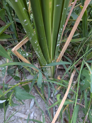 Zizaniopsis miliacea