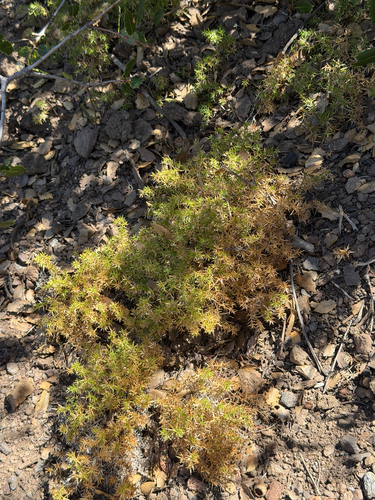 Galium andrewsii