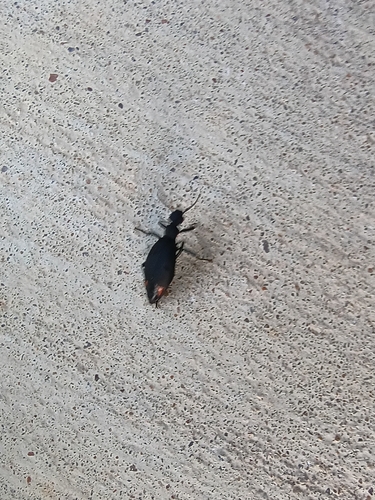 Red-cornered Blister Beetle