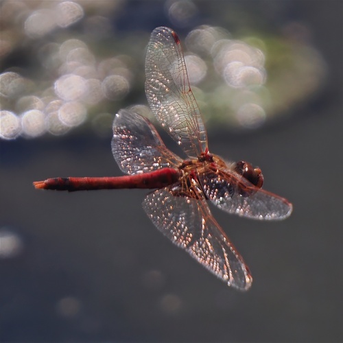 iNaturalist observation photo of Meadowhawks