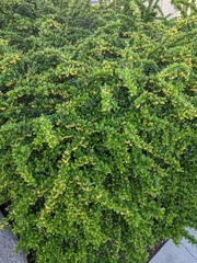 Cotoneaster