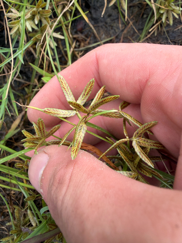 Shining Flatsedge