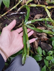 Rhipsalis paradoxa