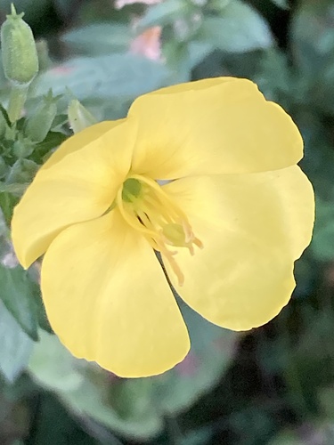 common evening-primrose