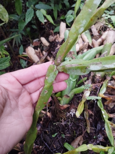 Rhipsalis paradoxa, photograph 3