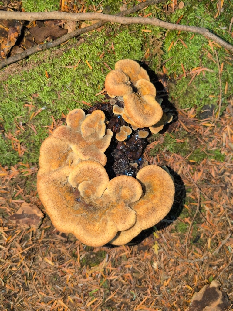 Phaeolus hispidoides · September 2026 · photo: Photo: (c) Nick T., some rights reserved (CC BY-SA) · iNaturalist