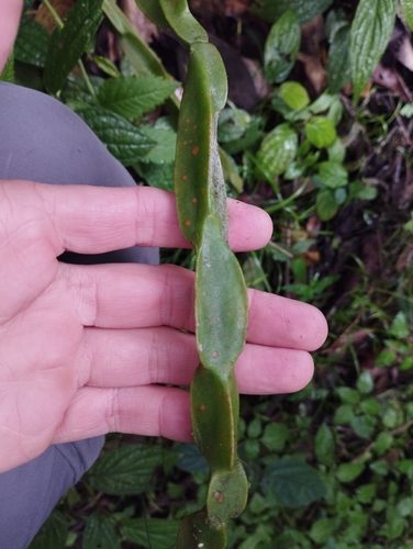 Rhipsalis paradoxa, photograph 4