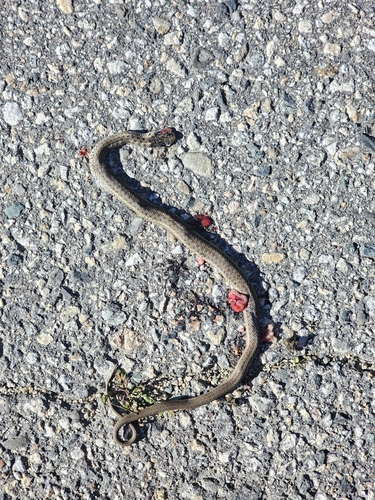 Western Terrestrial Garter Snake
