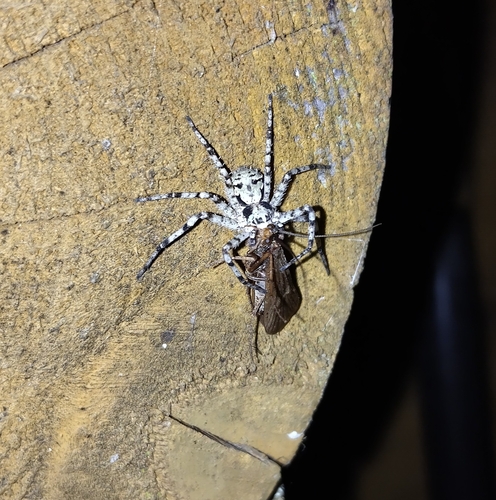 Lichen Running Spider