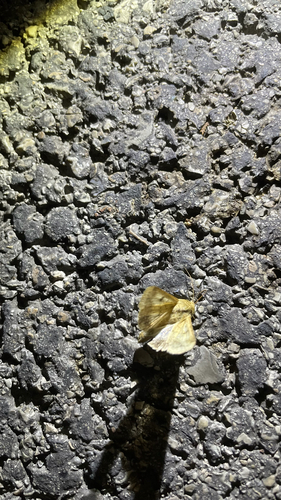 Cotton Bollworm Moth