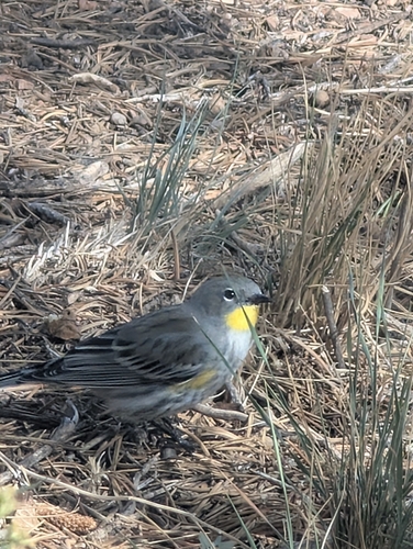 Yellow-rumped Warbler