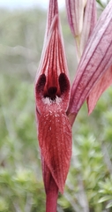 Serapias bergonii