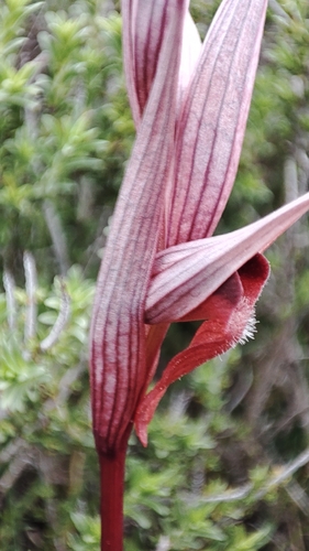 Serapias bergonii, photograph 2