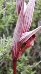 author not stated, no rights reserved Serapias bergonii, photograph author not stated, no rights reserved