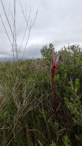 Serapias bergonii, photograph 3