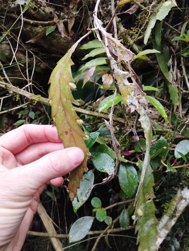Lepismium houlletianum