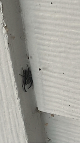 Tan Jumping Spider