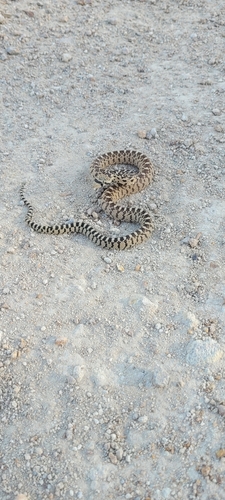 Gopher Snake