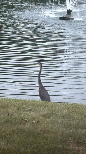 Great Blue Heron
