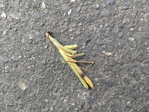 Mediterranean Mantis