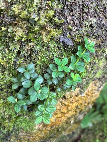 Peperomia tetraphylla observed 2026-09-16