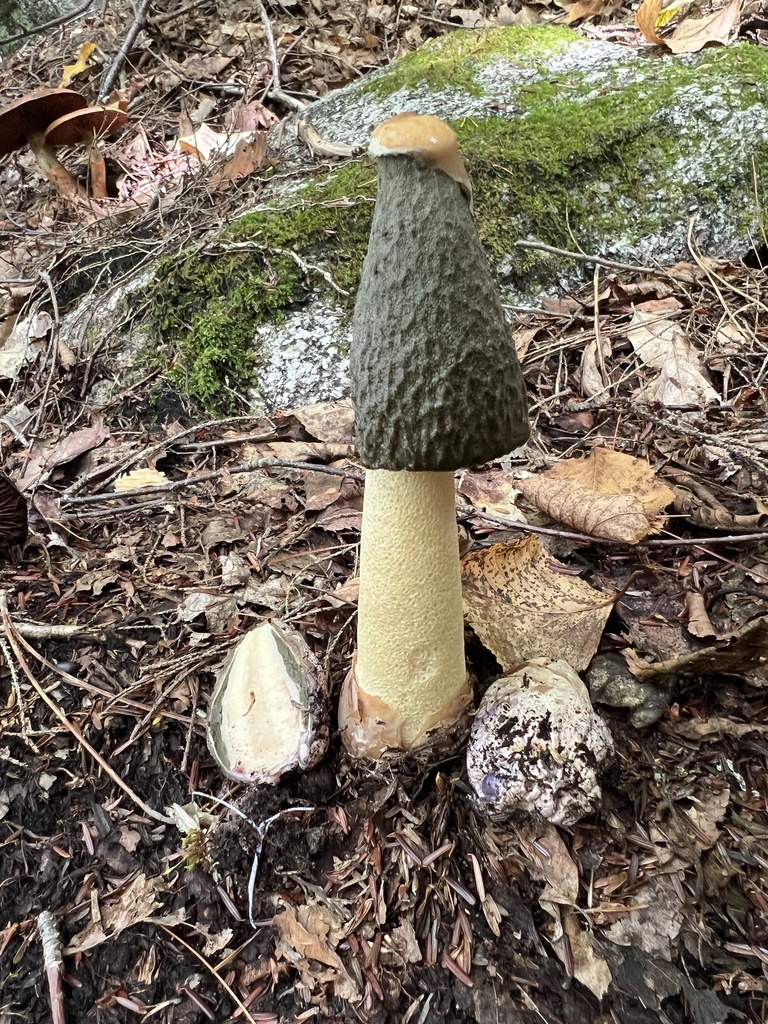 Ravenel's stinkhorn · September 2026 · photo: Photo: no rights reserved · iNaturalist