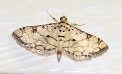 Hileithia aplicalis