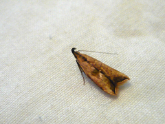 Dichomeris heriguronis