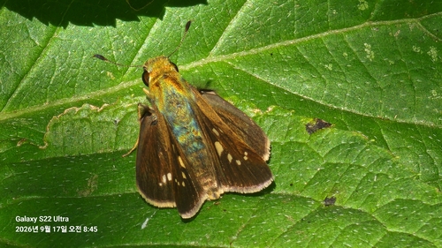 Common Straight Swift