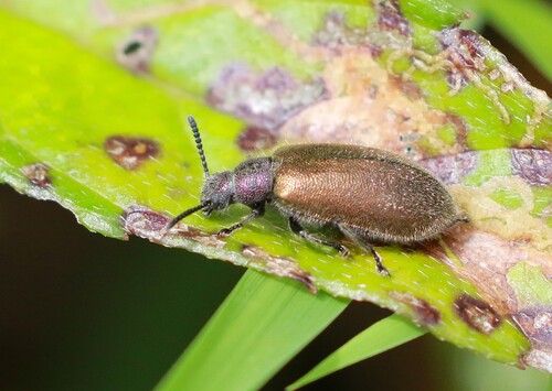 Hairy Darkling Beetle